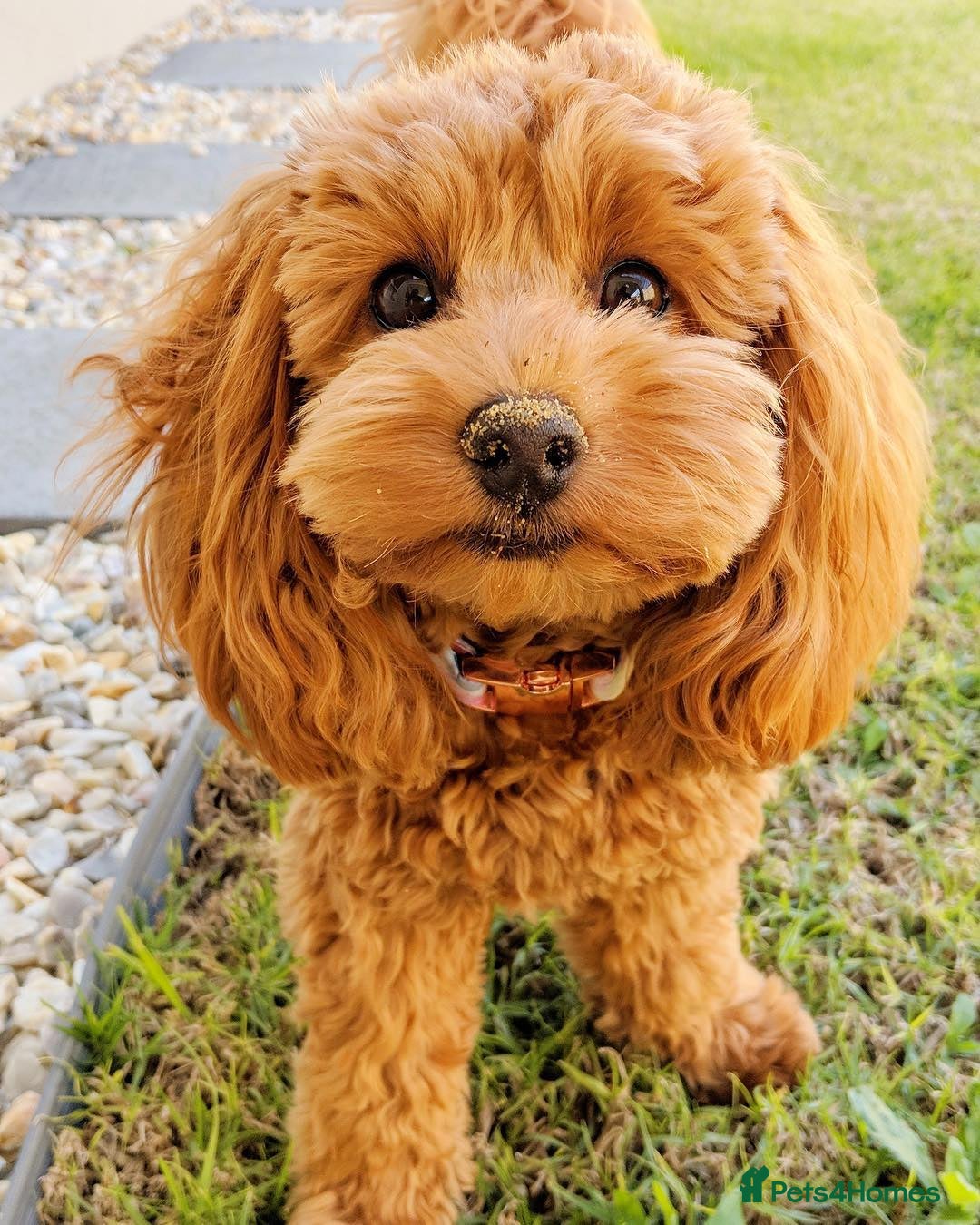 Cavapoo dogs for sale: Zoey a beautiful female Cavapoo puppy  - Image 7