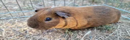 Guinea Pig rodents for sale: £20 for 2 California x male guinea pigs  - Advert 11