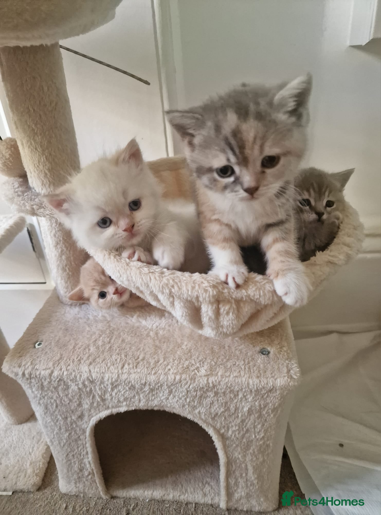 British Shorthair cats 4 Gorgeous Kittens – Ready to Reserve Now - Advert 18