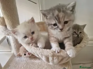 British Shorthair cats 4 Gorgeous Kittens – Ready to Reserve Now - Advert 18