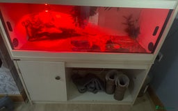 Bearded Dragon reptiles for sale: Beared dragon citrus  - Image 2