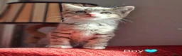 British Shorthair cats for sale: Gorgeous kittens! - Advert 8