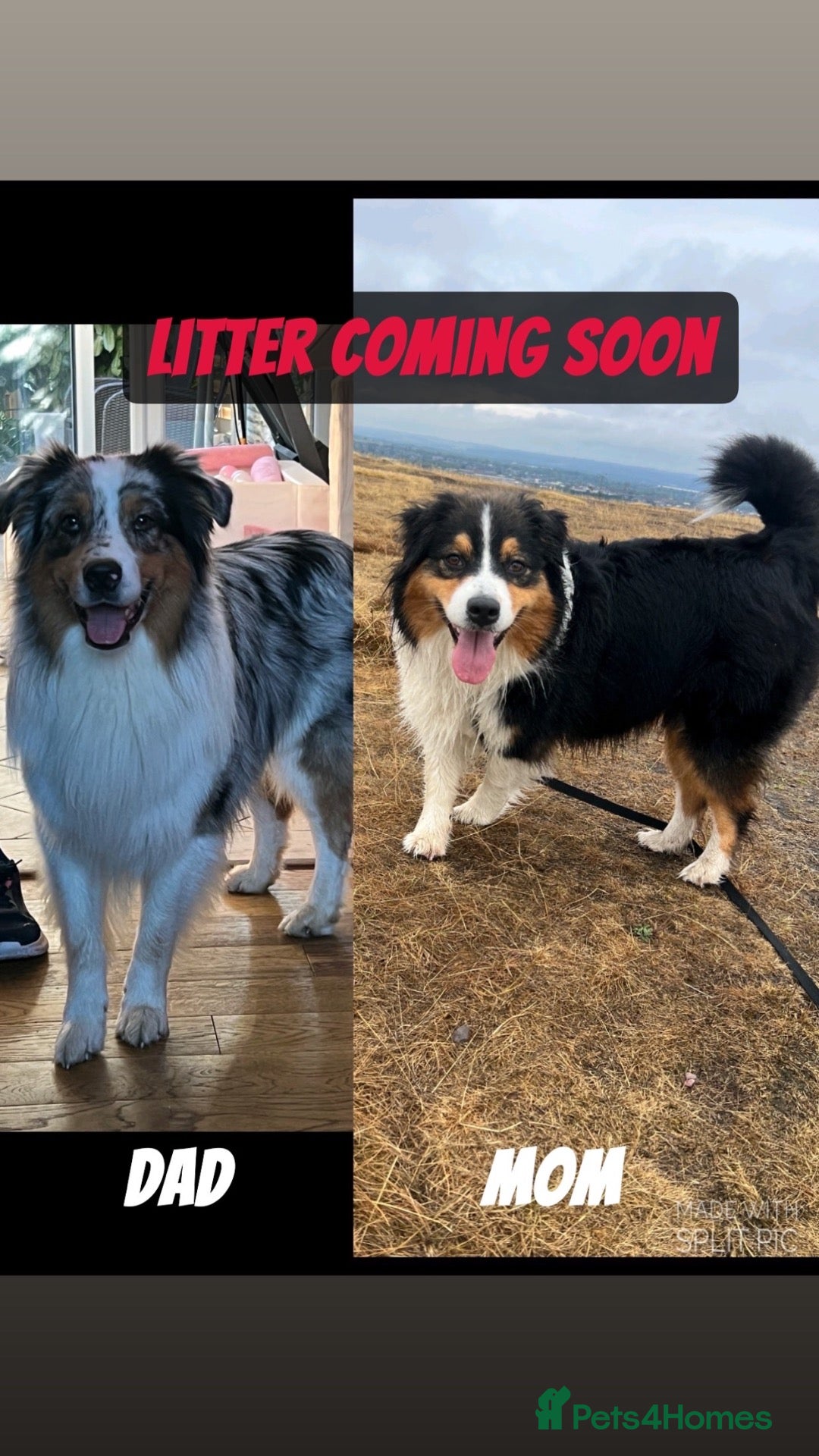 Australian Shepherd dogs Litter of australian shepherd due soon - Advert 1