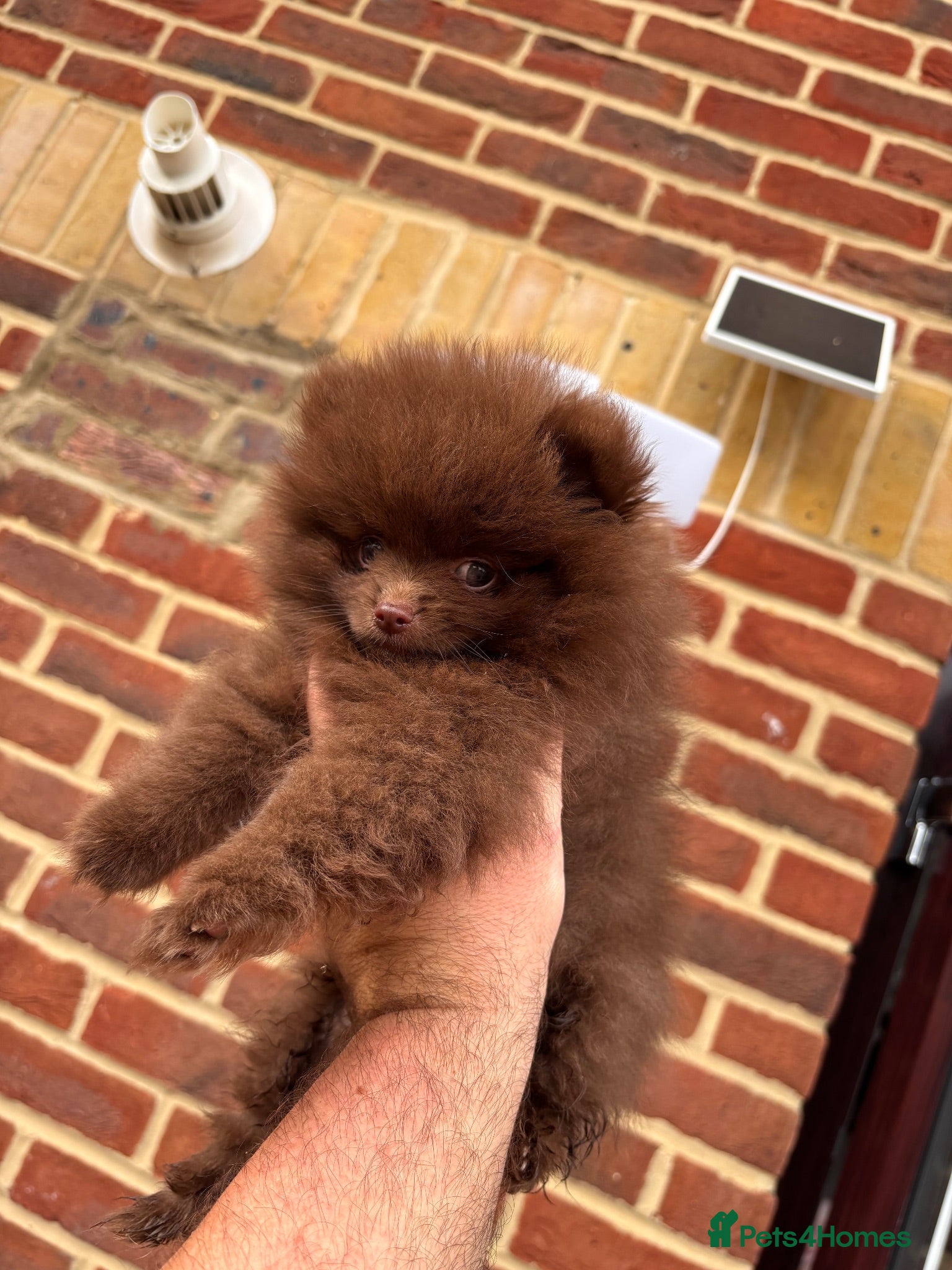 Pomeranian dogs Champion bloodlines Pomeranian  - Advert 2