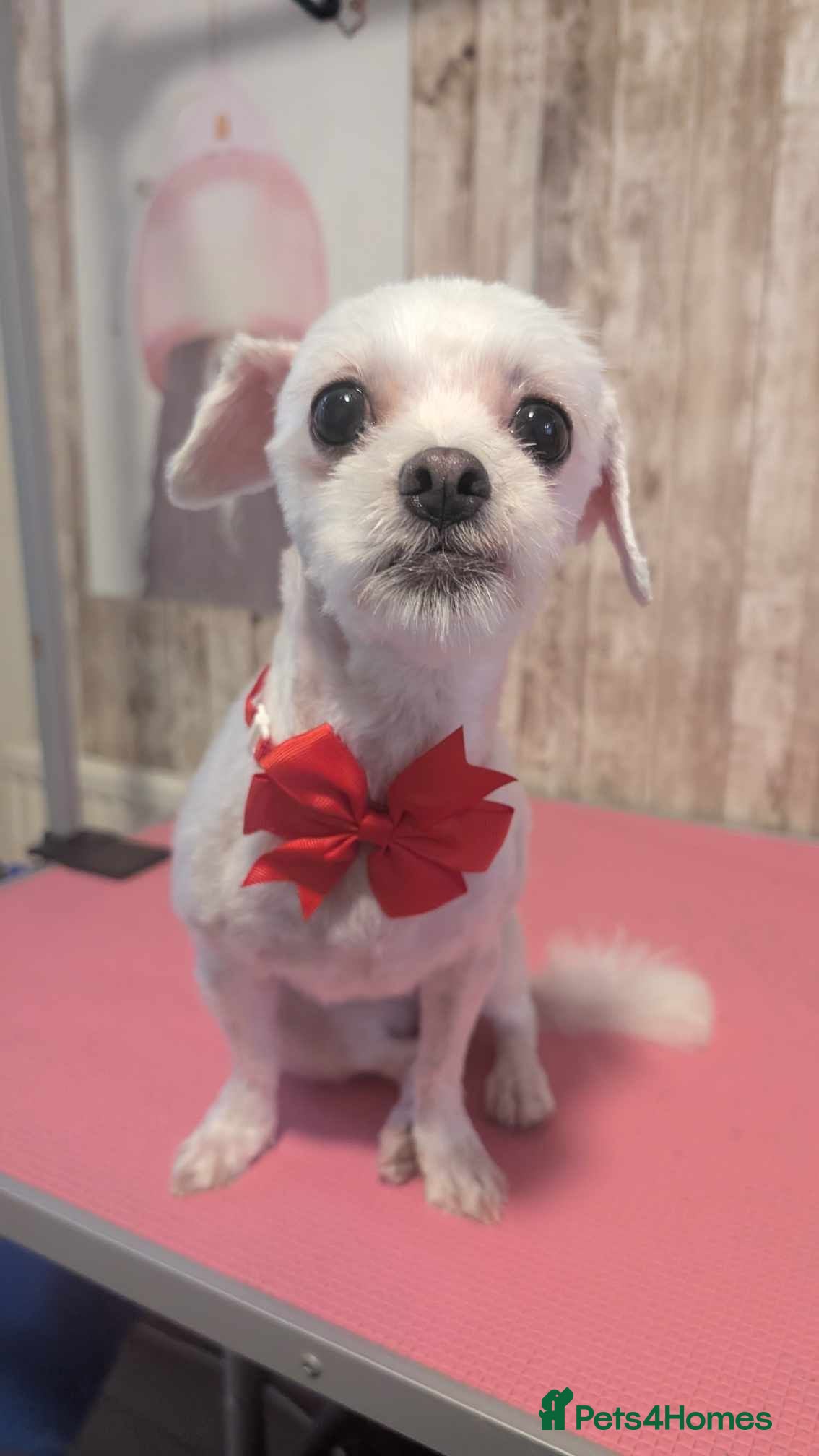 Bichon Frise dogs Lovely female bichon frise 2 years old - Advert 2