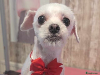 Bichon Frise dogs Lovely female bichon frise 2 years old - Advert 1