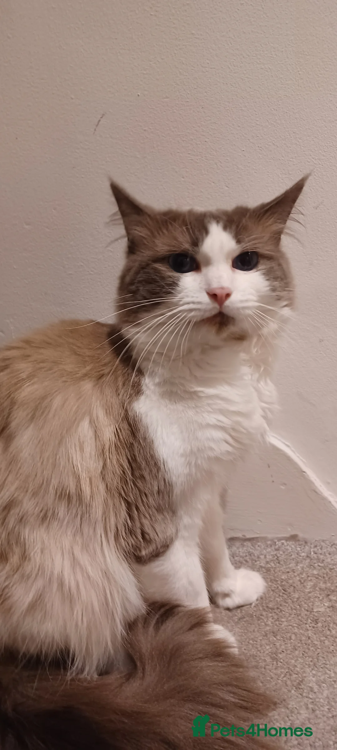 Ragdoll cats for sale: 2.5-year-old male Ragdoll  - Advert 2