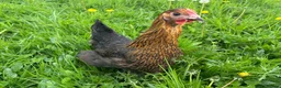 Mixed Breed poultry for sale: Hybrid Pullets POL Vaccinated - Advert 5