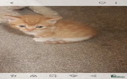 Mixed Breed cats for sale: Beautiful kittens - Image 7