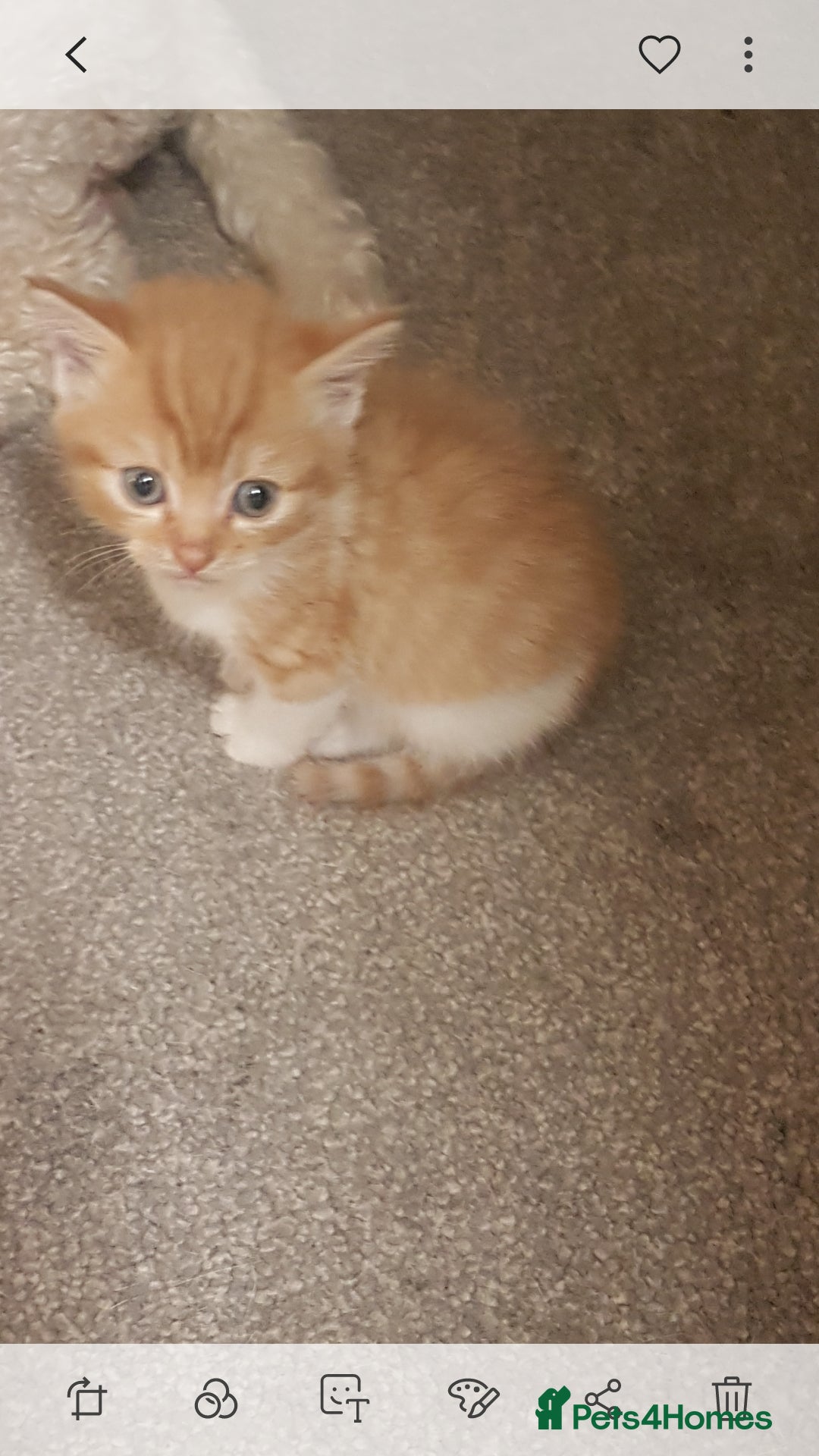 Mixed Breed cats for sale: Beautiful kittens - Image 7
