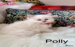 Ragdoll cats for sale: Beautiful champion lines purebred Ragdoll kittens - Image 13