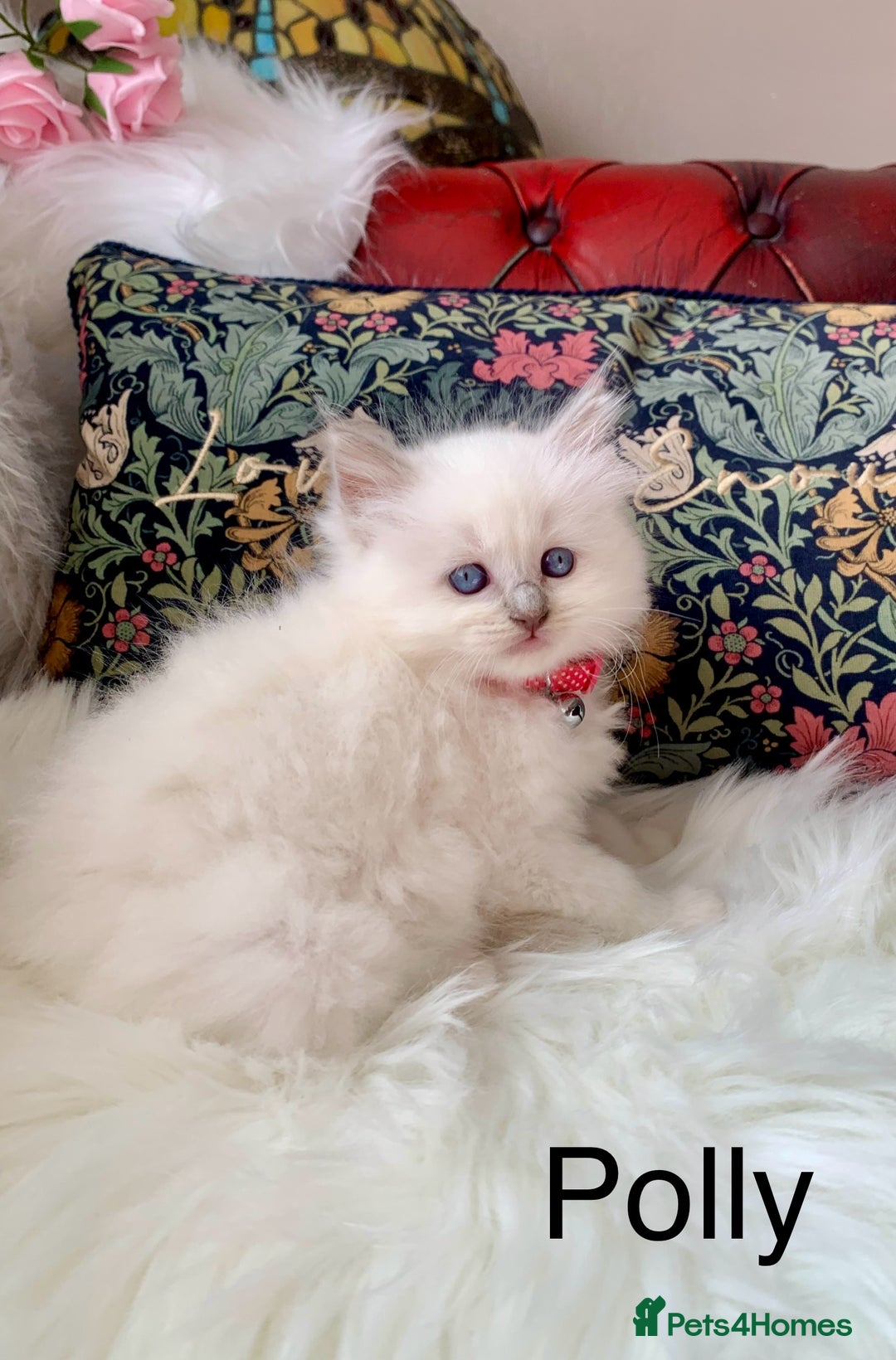 Ragdoll cats for sale: Beautiful champion lines purebred Ragdoll kittens - Image 13