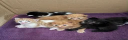 Mixed Breed cats for sale: 7 Adorable kittens ready for their furever home - Advert 8