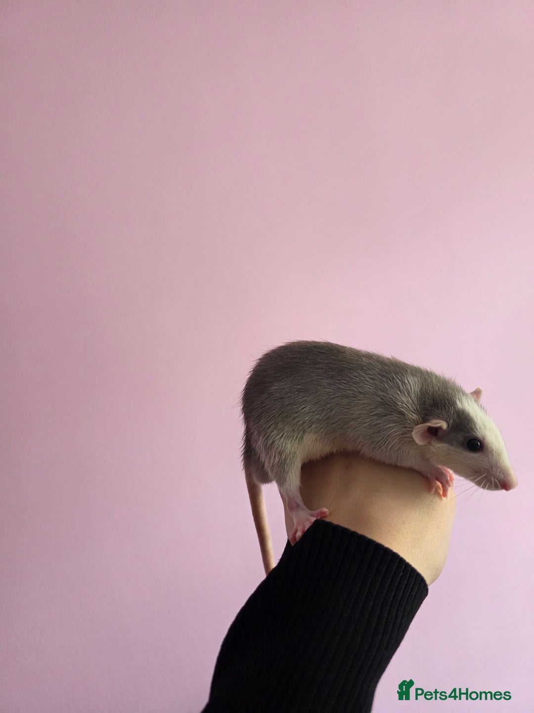 Rat rodents for sale: Baby rats - Advert 4