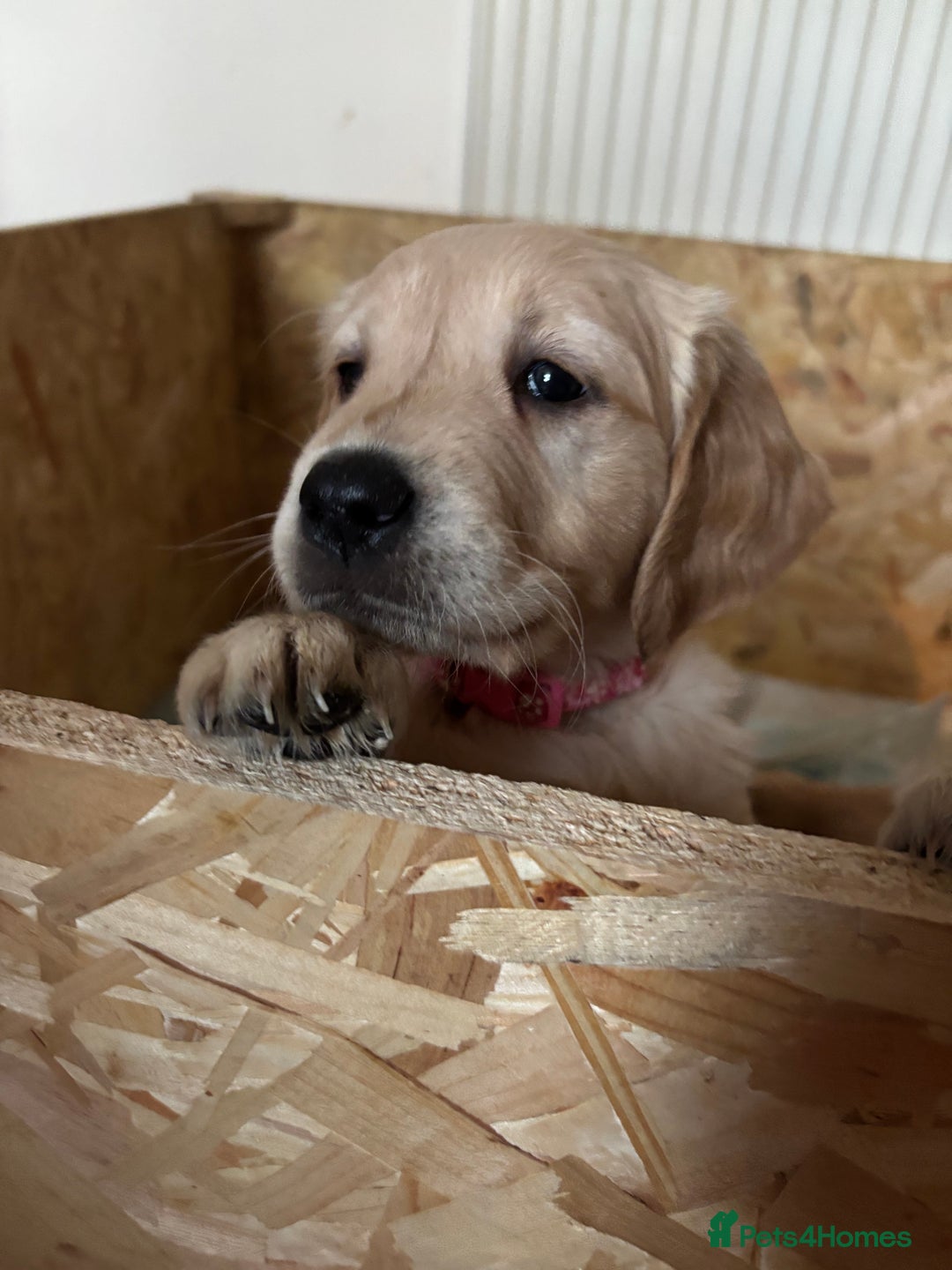 Golden Retriever dogs for sale: KC Registered Golden Retriever Puppies FOR SALE 🐾 - Advert 6