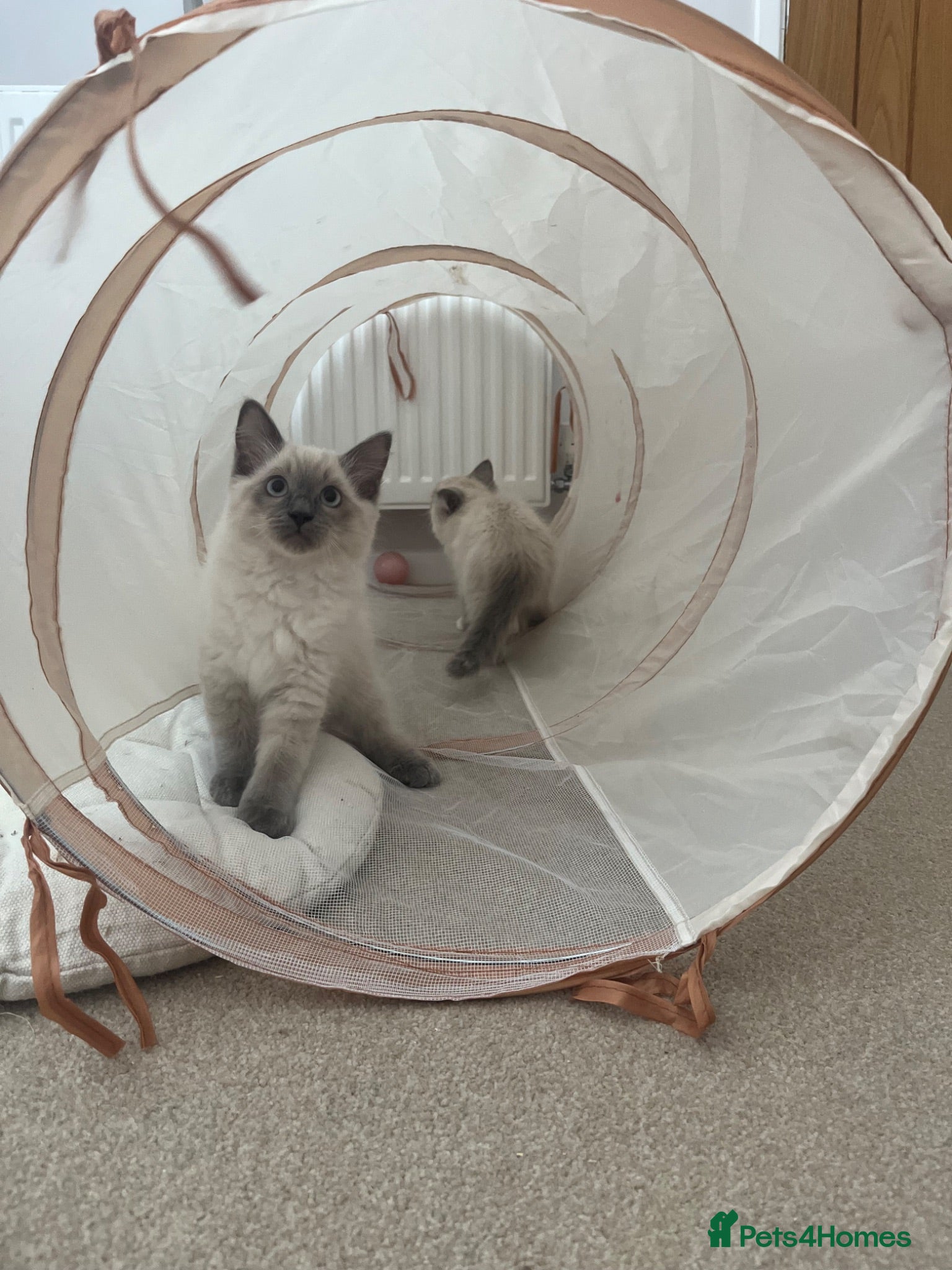 Ragdoll cats Ragdoll Kittens Ready Now  - Advert 2