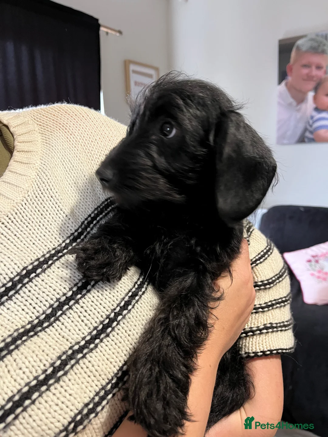 Doxiepoo dogs for sale: Doxiepoo Girl - Advert 2