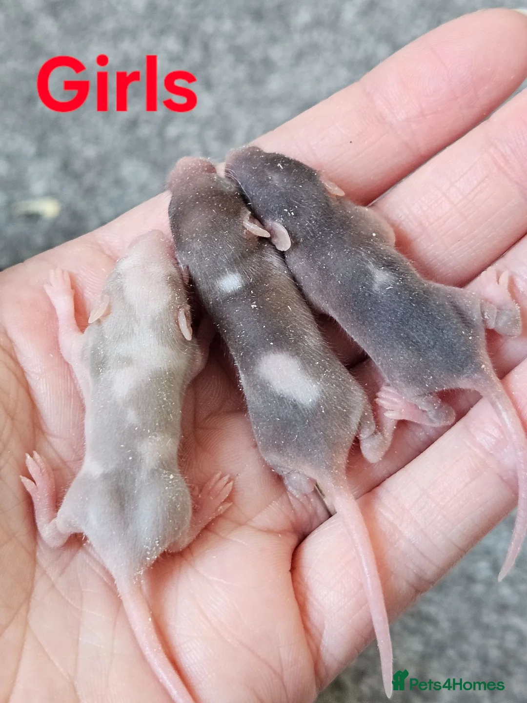 Mouse rodents for sale: Baby female fancy mice  - Advert 2