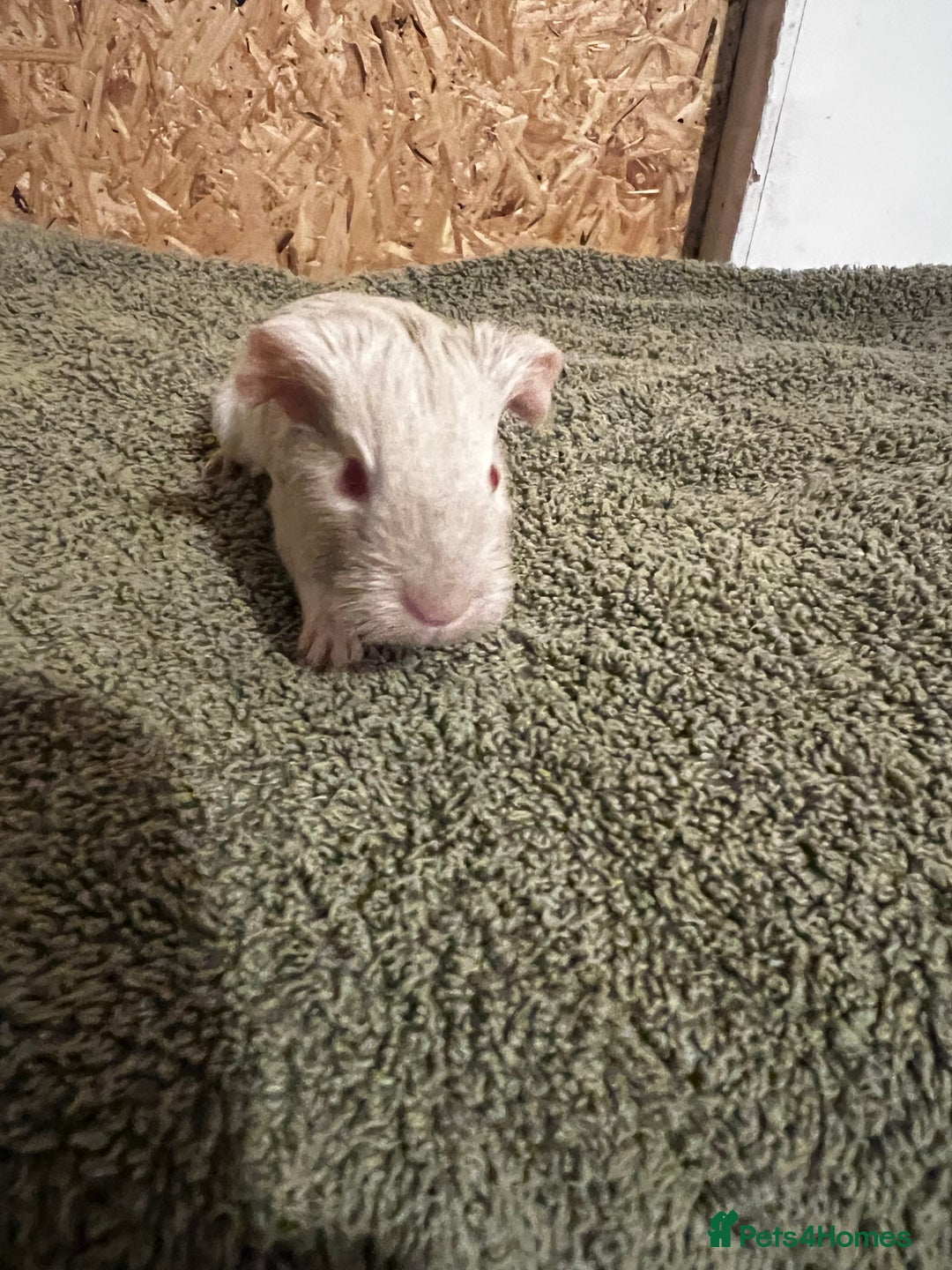 Guinea Pig rodents for sale: baby guinea pig - Advert 30