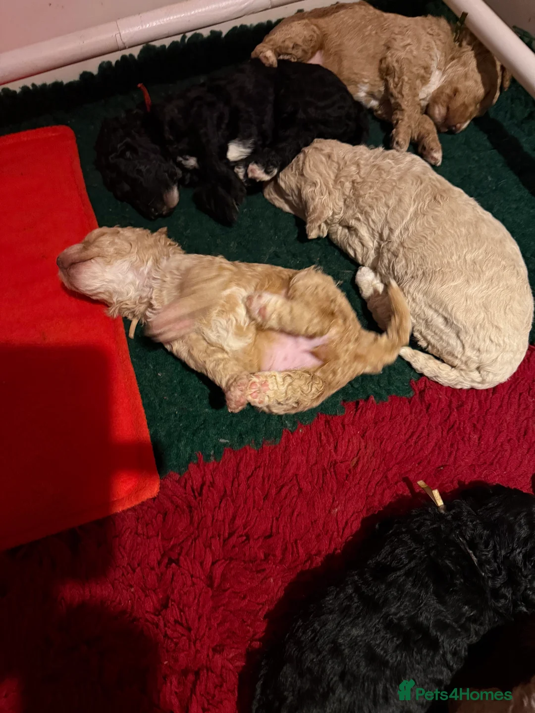 Australian Labradoodle dogs for sale: **reduced** Australian labradoodles - Advert 8