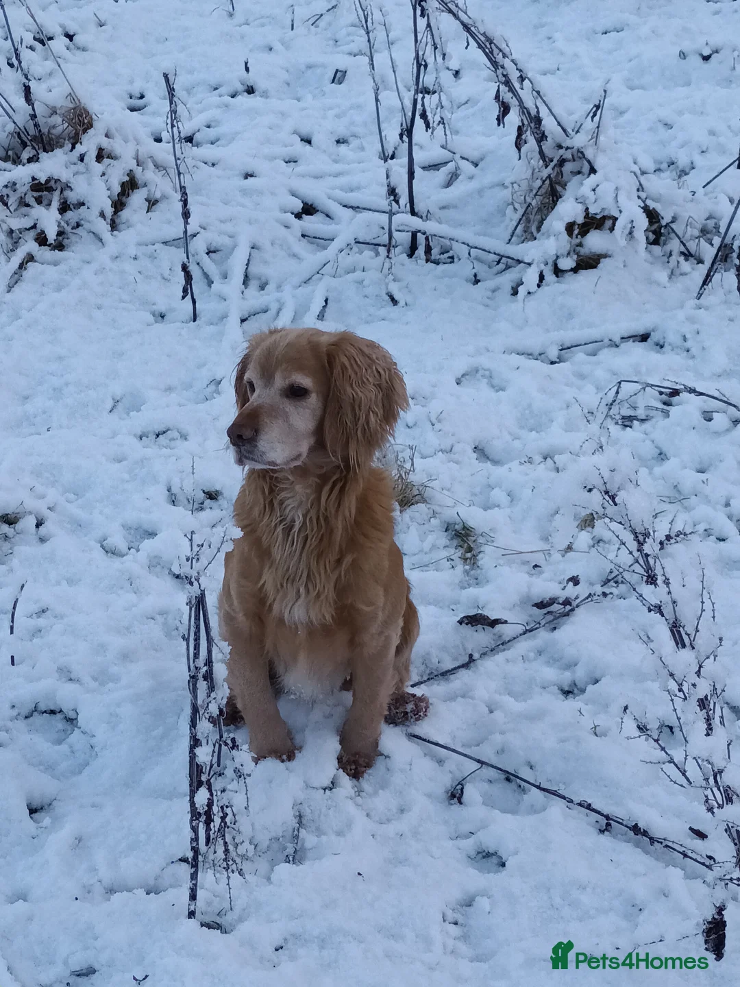 Cocker Spaniel dogs for stud: Working Cocker at Stud in Hexham - Advert 3
