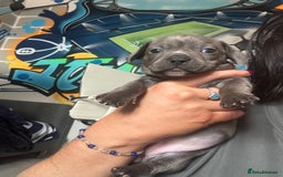Mixed Breed dogs for sale: Unreal Frenchweiner puppy’s 🥹 - Image 14