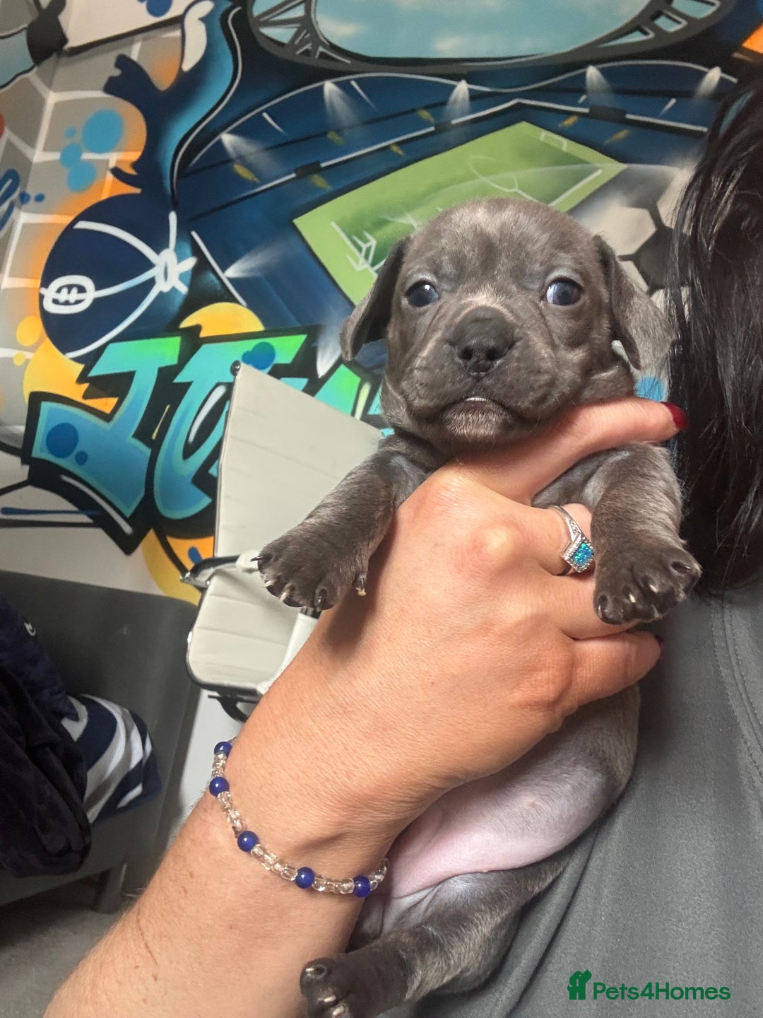 Mixed Breed dogs for sale: Unreal Frenchweiner puppy’s 🥹 - Image 14