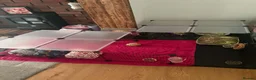 Guinea Pig rodents for sale: 3 guinea pigs  in Widnes - Advert 6