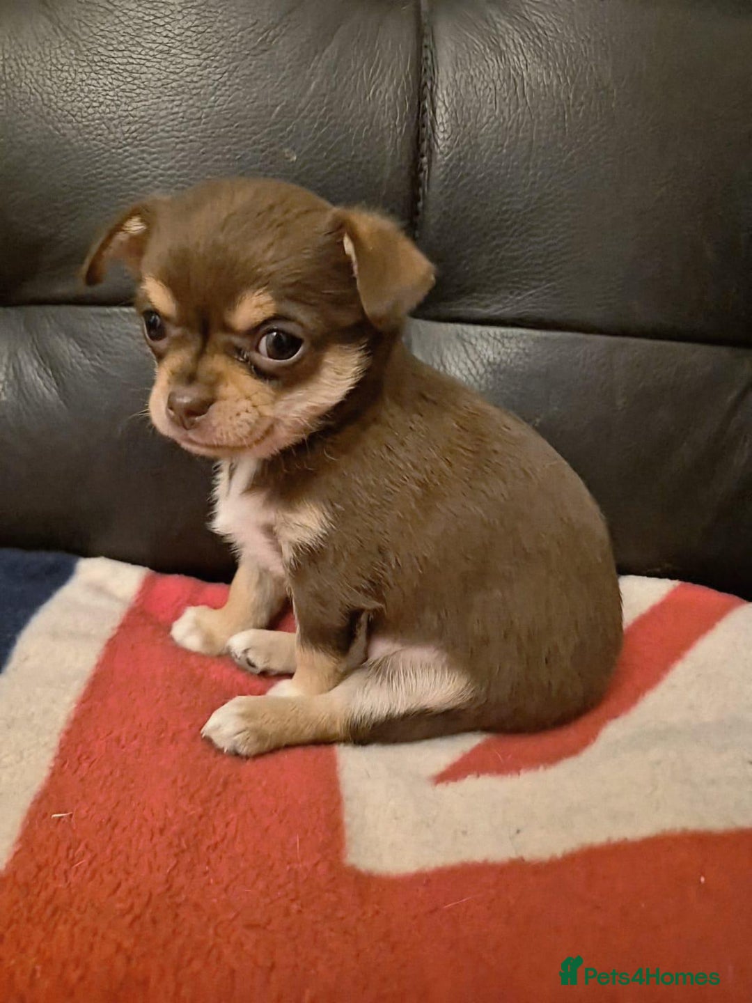 Chihuahua dogs for sale: Two amazing boys - Advert 5