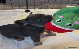 French Bulldog dogs for sale: 3x beautiful girl french bulldog puppies  - Advert 13