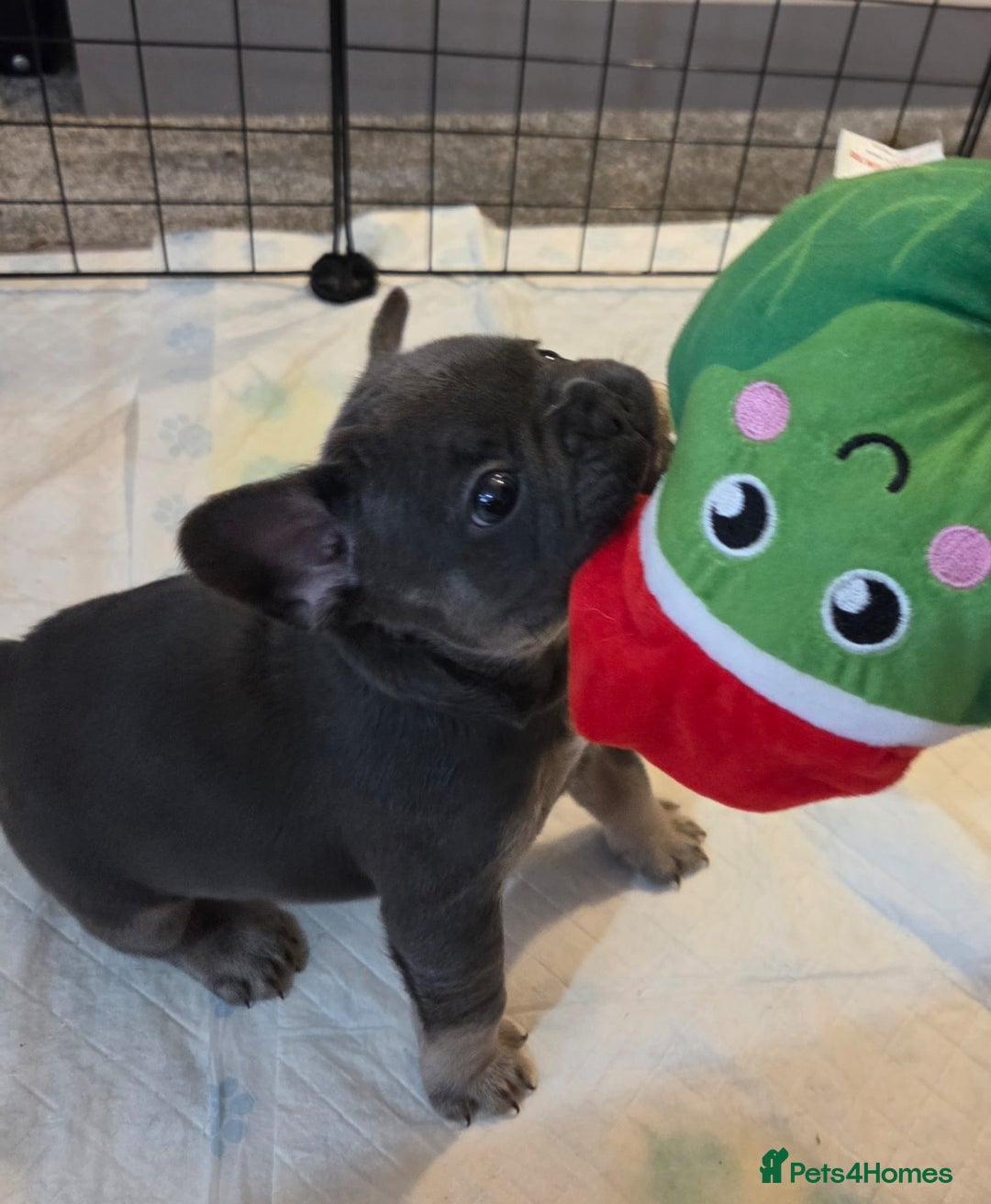 French Bulldog dogs for sale: 3x beautiful girl french bulldog puppies  - Advert 13