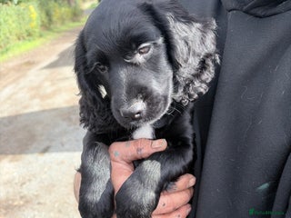 Cocker Spaniel dogs for sale - Advert 1