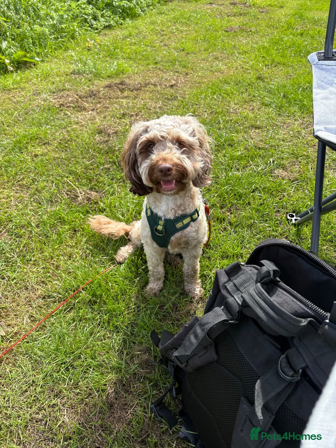 Cockapoo dogs for sale: Mini f1b cockapoos  - Advert 13