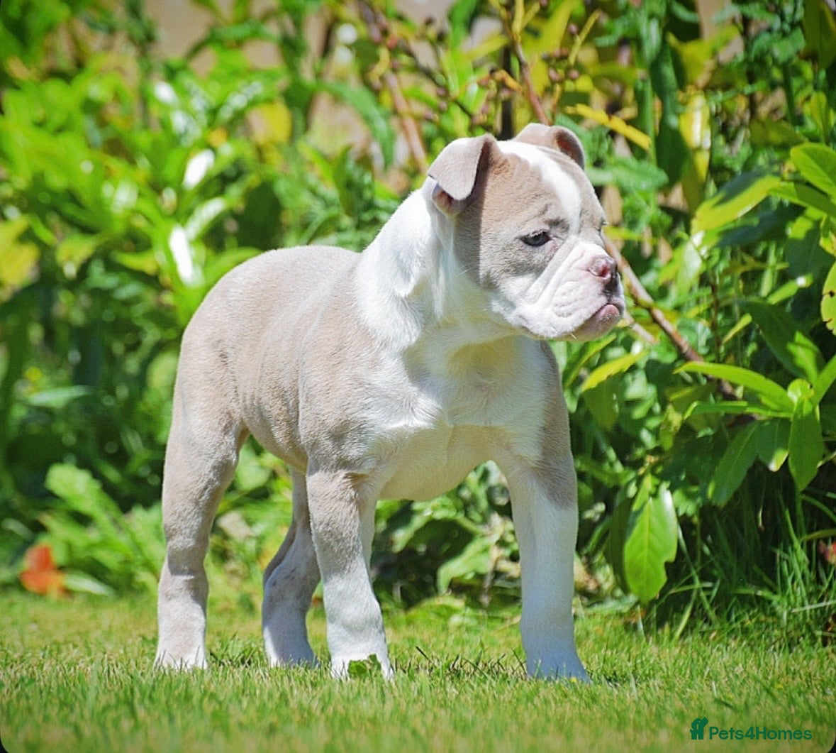 Old Tyme Bulldog dogs 23 YEARS, EXPERIENCE, 5 STAR RATED, LICENSED - Advert 1