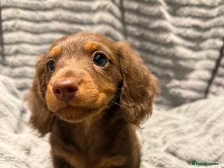 Miniature Dachshund dogs 1 Boy Remaining Ready Now last male - Advert 8