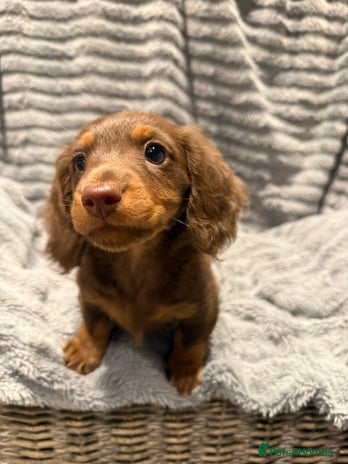 Miniature Dachshund dogs - Advert 16