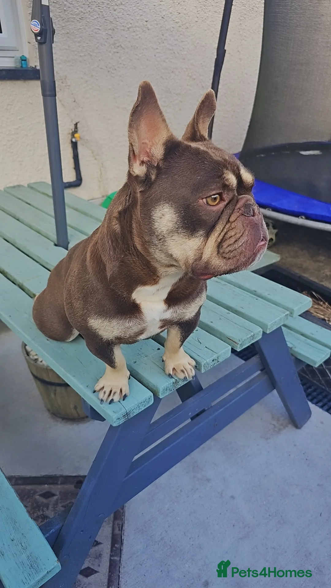 Mixed Breed dogs for sale: Beautiful girl for sale  in Ammanford - Advert 1