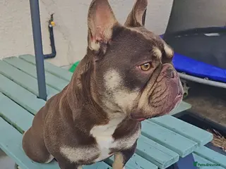 Mixed Breed dogs Beautiful girl for sale - Advert 3