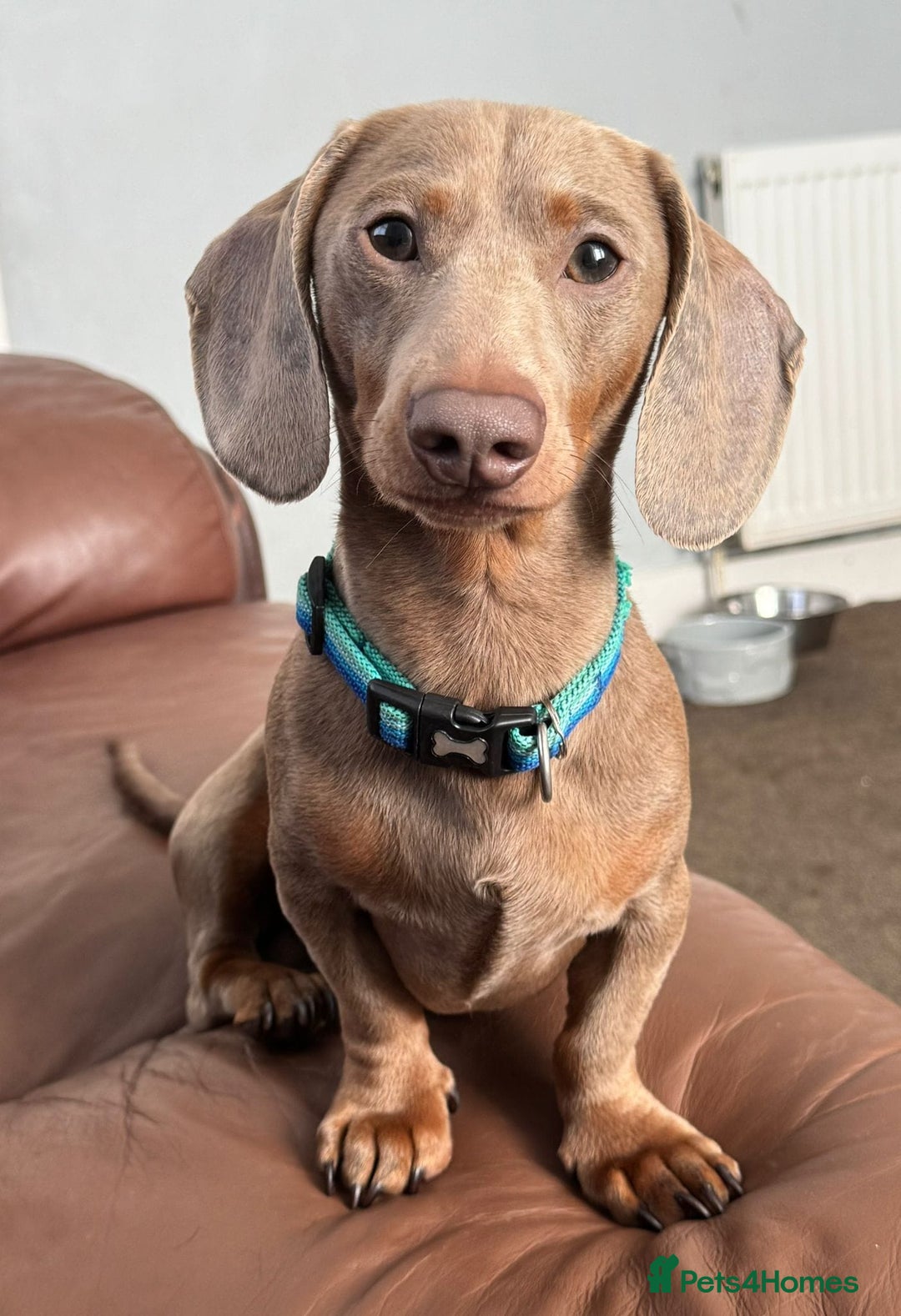 Dachshund dogs for sale: Dachshand girls for sale  - Advert 5