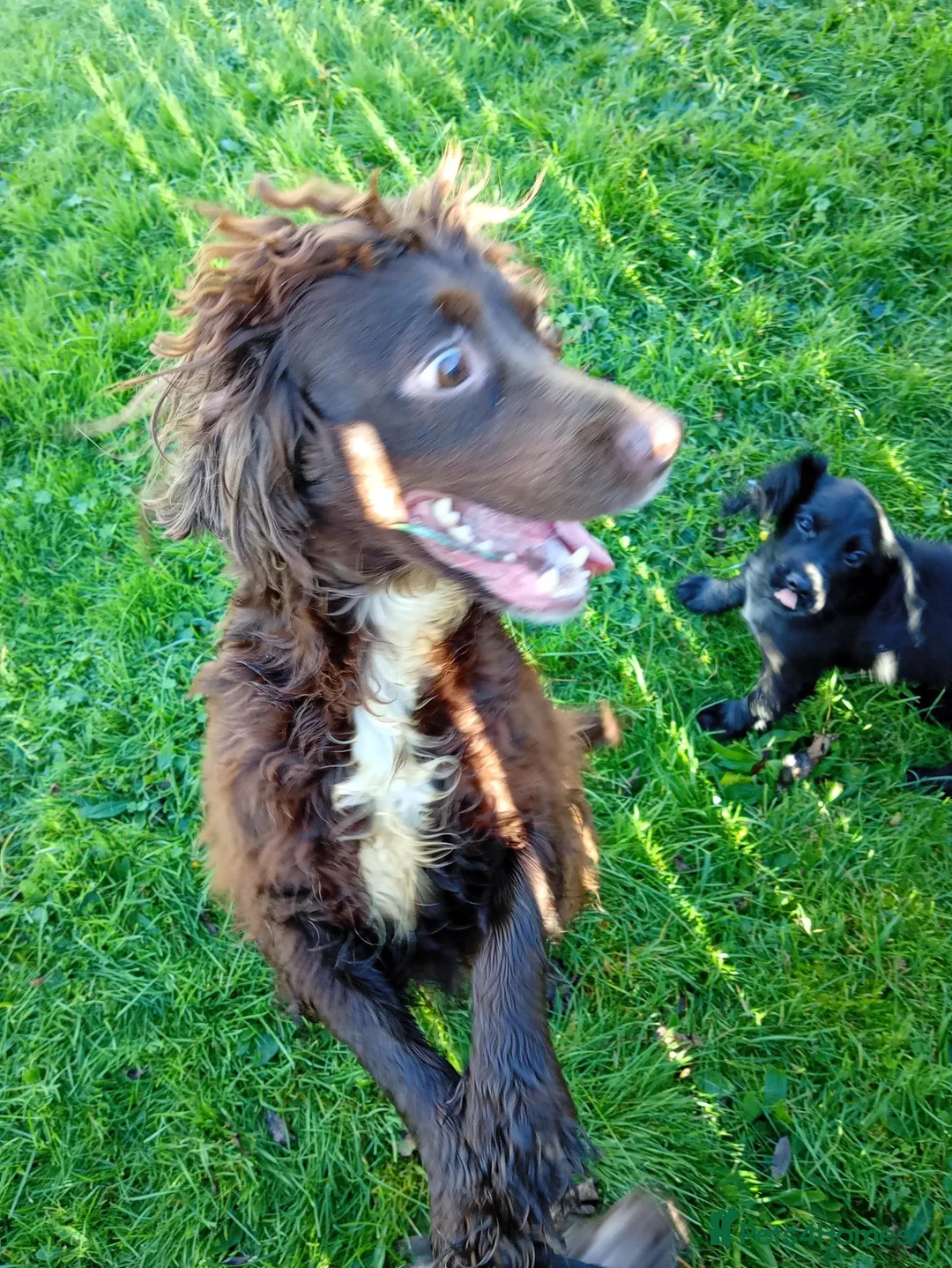 Cocker Spaniel dogs for sale: Working cocker spaniel pups  - Advert 2