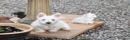 West Highland Terrier dogs for sale: West Highland terrier Puppy Girls - Advert 15