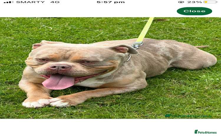 American Bully dogs - Advert 1