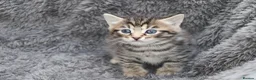 Mixed Breed cats for sale: Beautiful Kittens - Advert 15