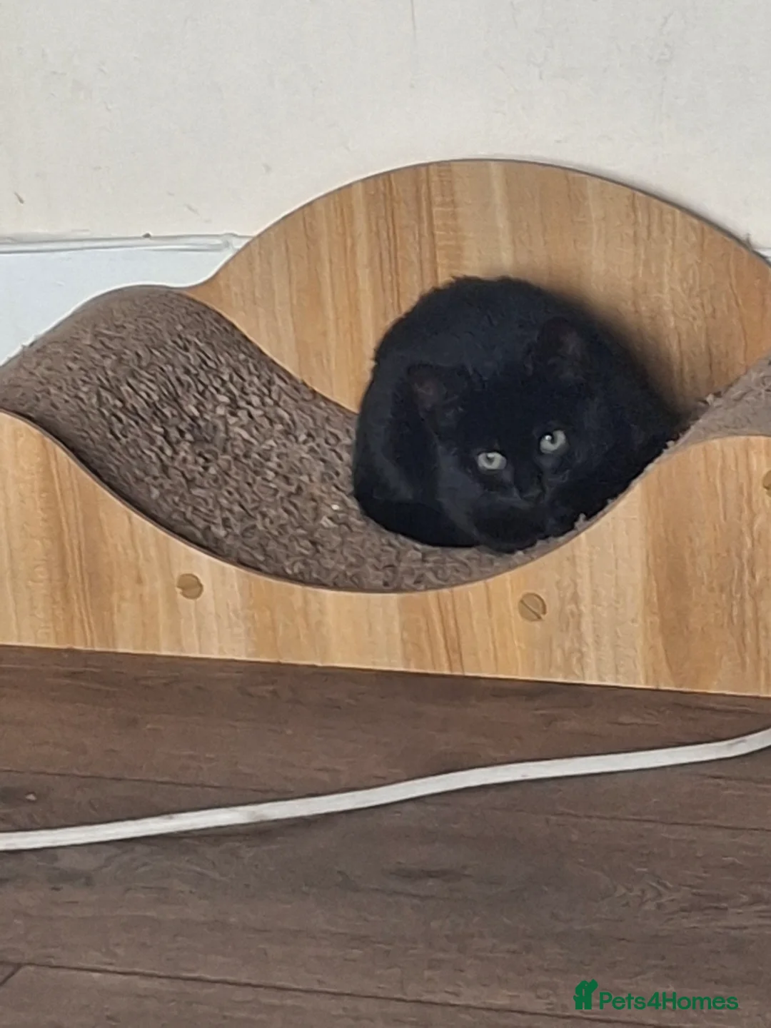 Mixed Breed cats for sale: Leila needs a loving home 🏡 - Advert 4