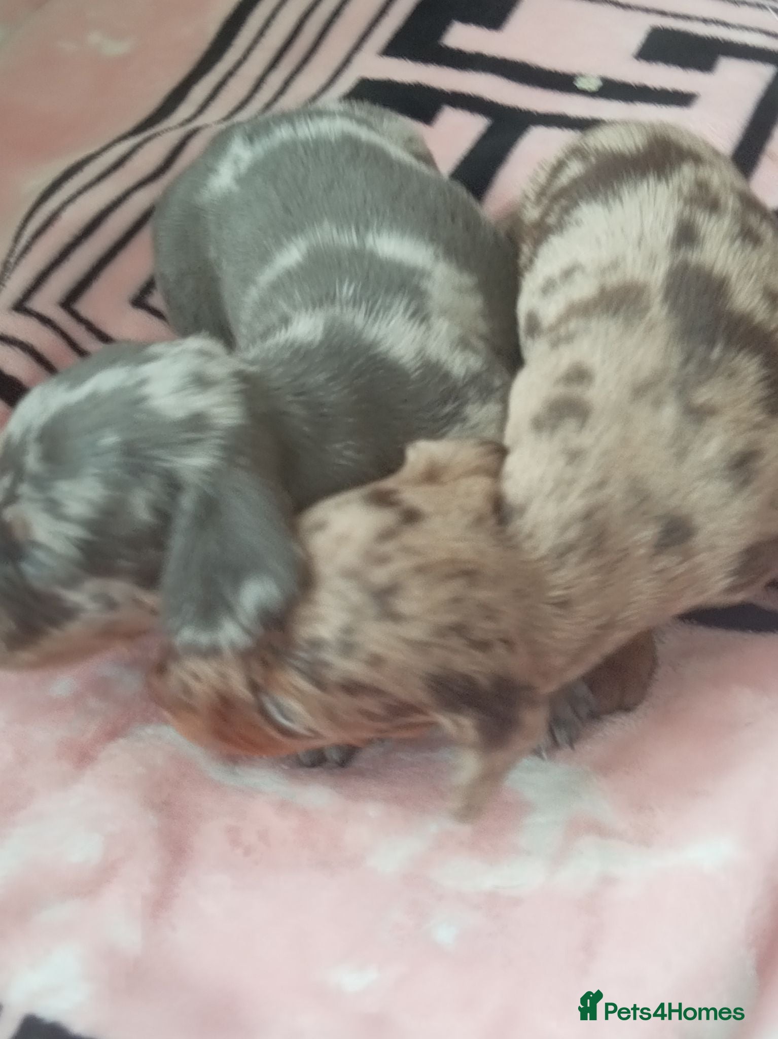 Dachshund dogs Puppy  - Advert 1