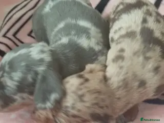 Dachshund dogs Puppy - Advert 2