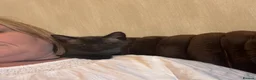 Mixed Breed cats for sale: Siamese cross kitten in Rhyl - Advert 5