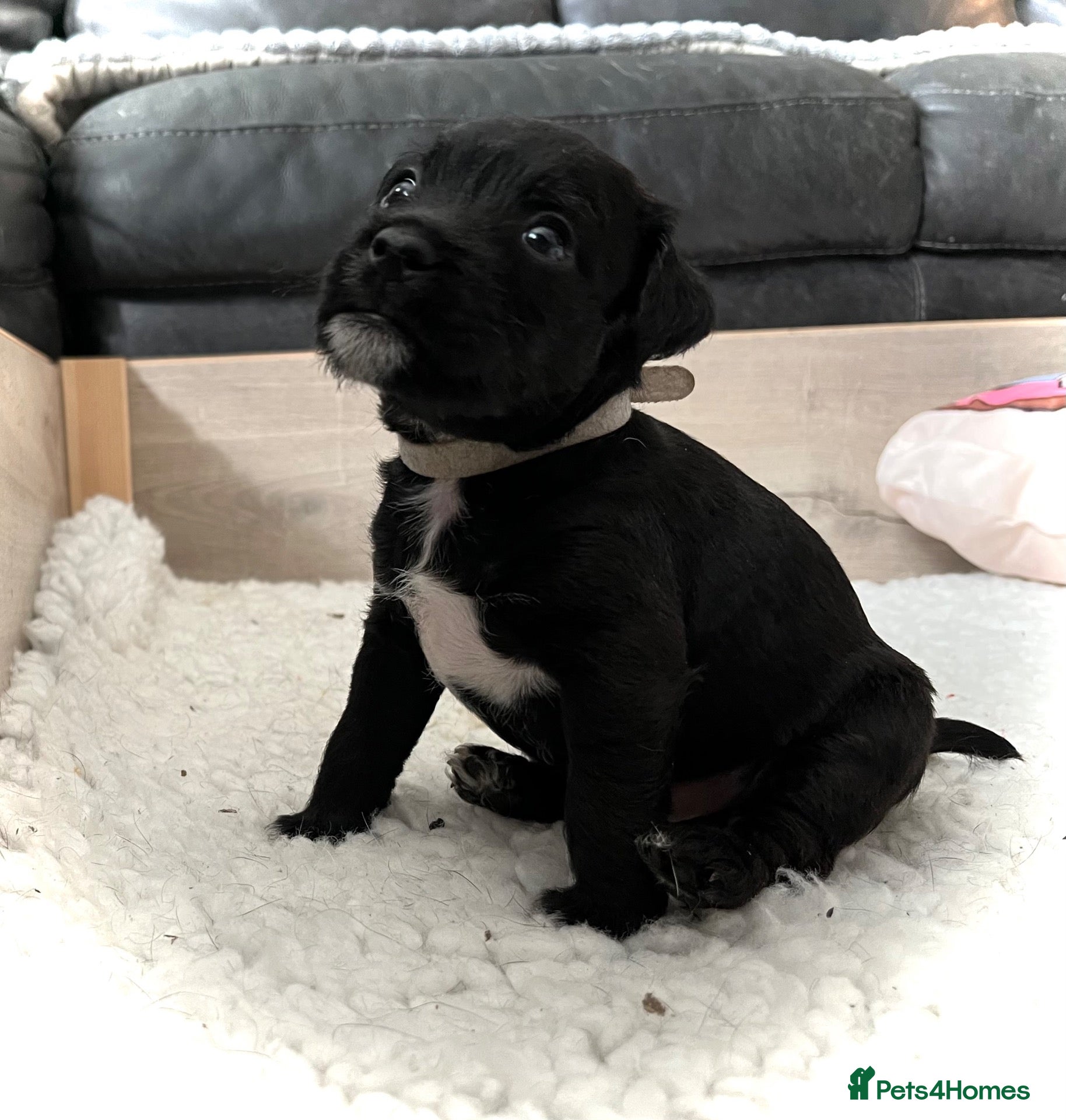 Patterdale Terrier dogs Stunning spooktacular Patterdale puppies  - Advert 2