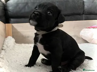 Patterdale Terrier dogs Stunning spooktacular Patterdale puppies - Advert 2