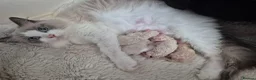 Ragdoll cats for sale:  Ragdoll Kittens Champion🩵 - Advert 4